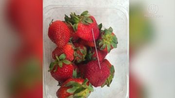澳洲草莓插针案嫌犯被捕